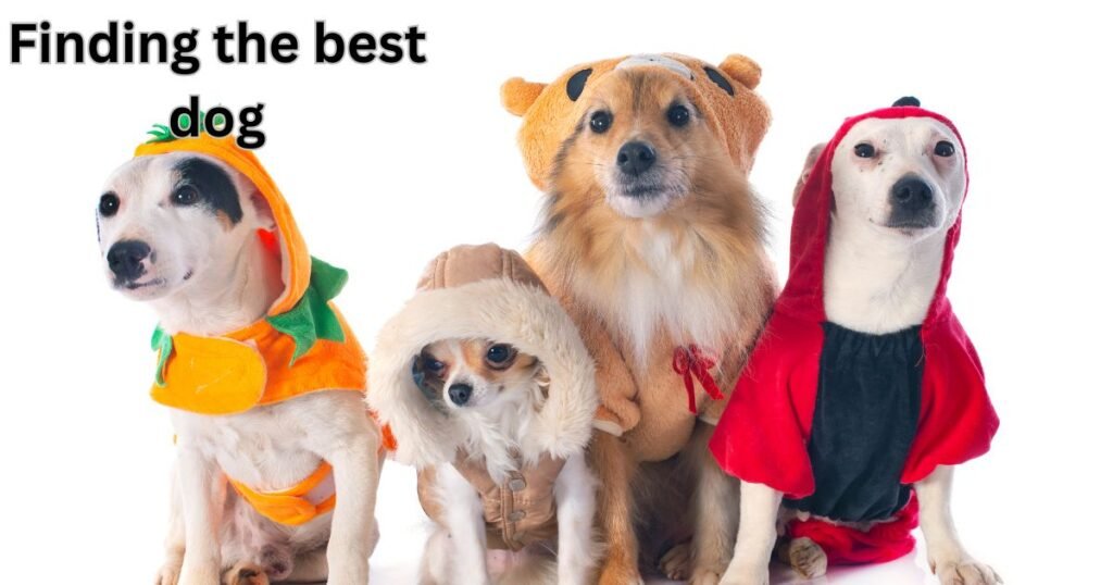 Finding the best dog