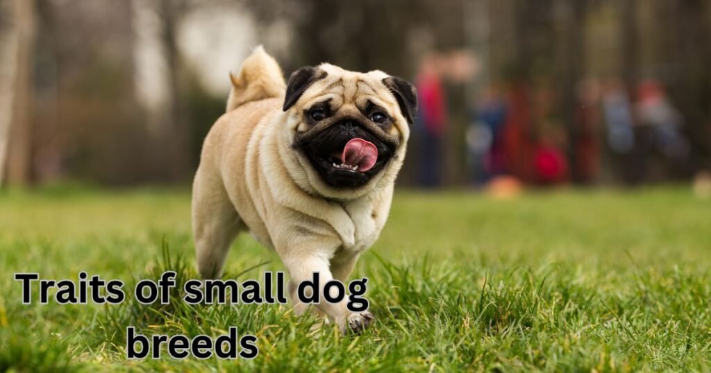 Traits of small dog breeds
