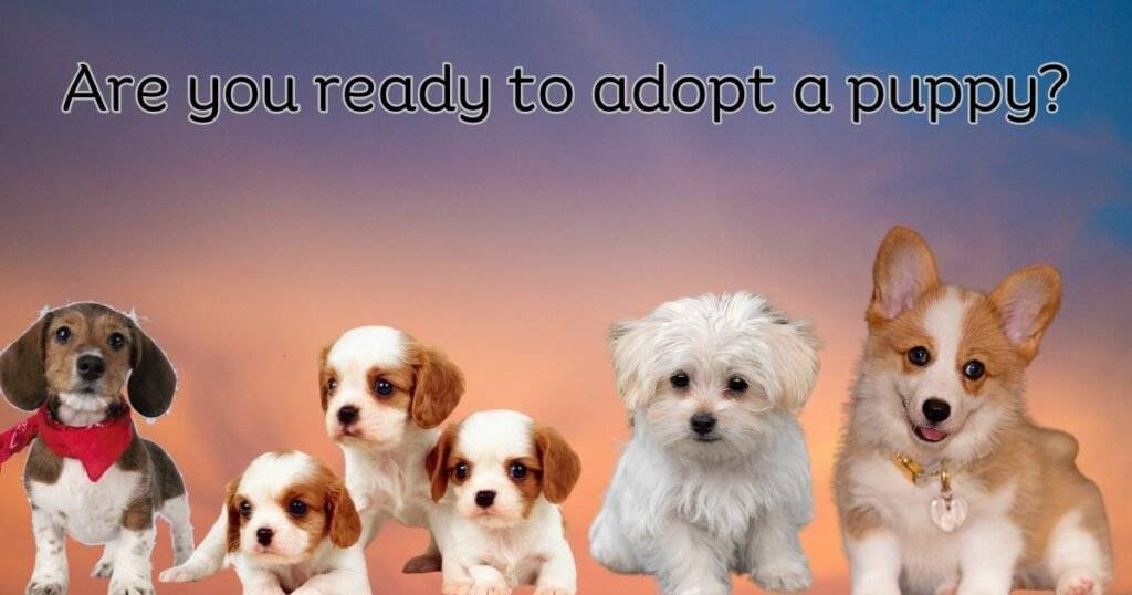 Adopting a puppy