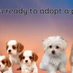 Adopting a puppy