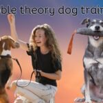 Bubble theory dog training
