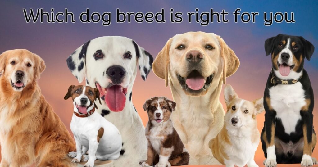 Dog breed