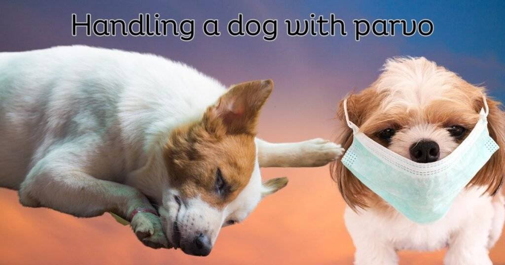 dog with parvovirus