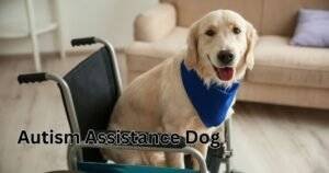 Autism Assistance Dog