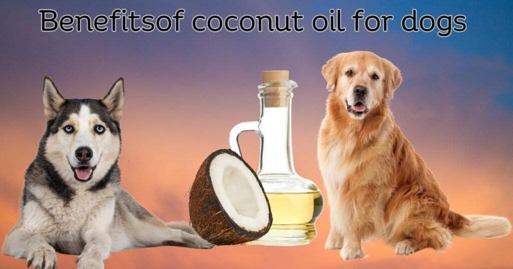 Coconut oil
