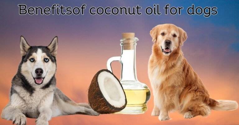 Coconut oil