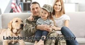 Labradors serving their country
