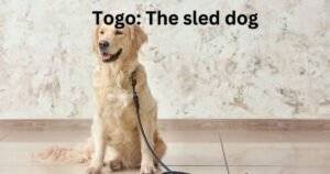 Togo_ The sled dog